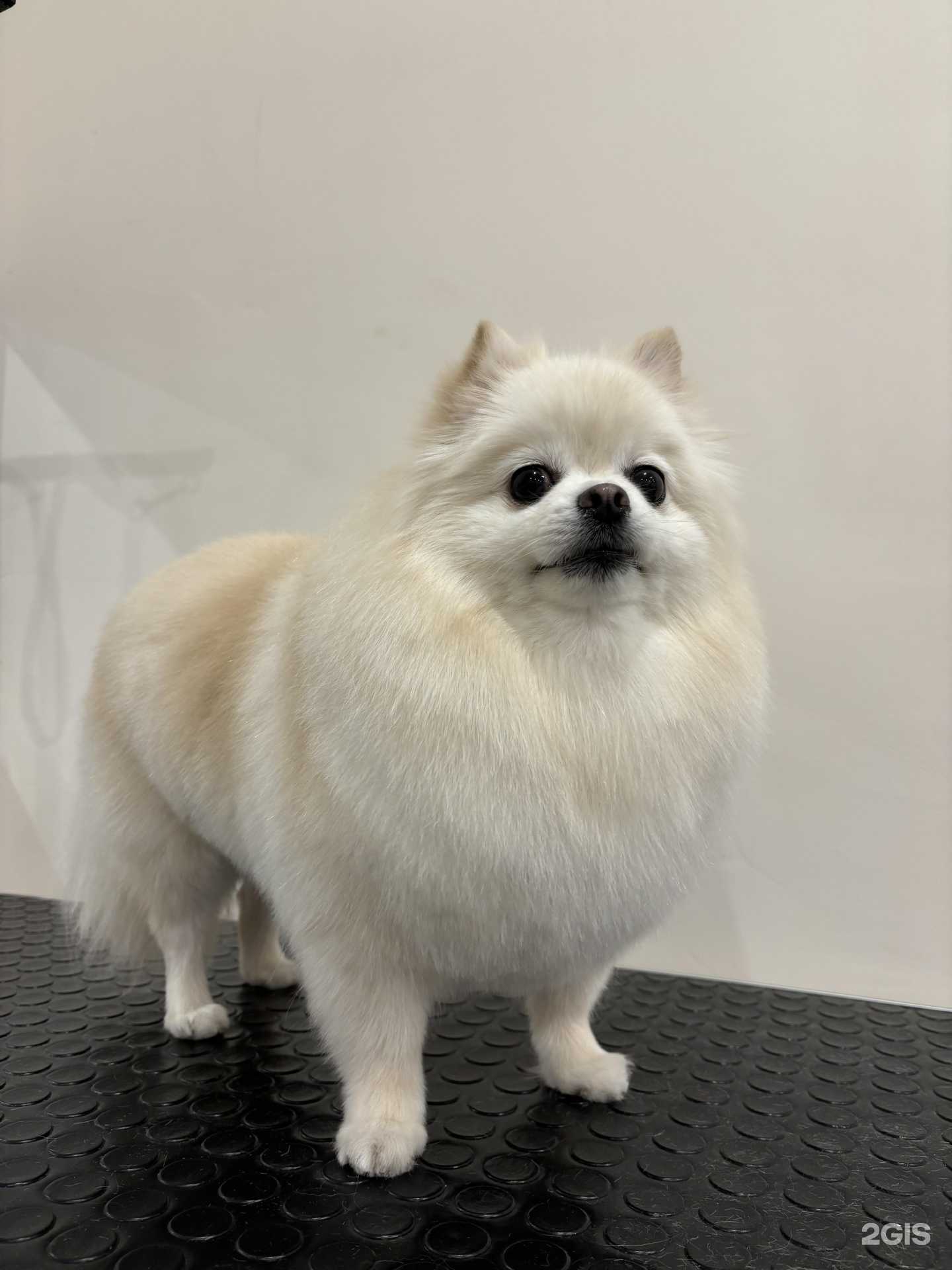 Отзывы на компанию Dогги в Рязани c фото