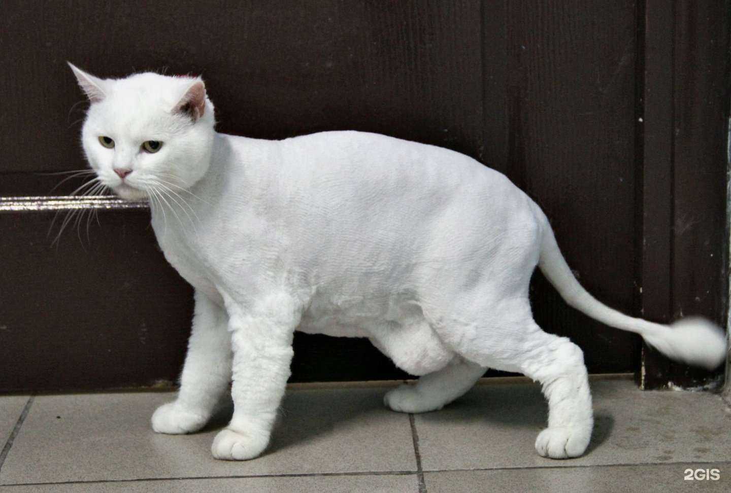 Отзывы на компанию ЗооСтиль в г. Ставрополь c фото