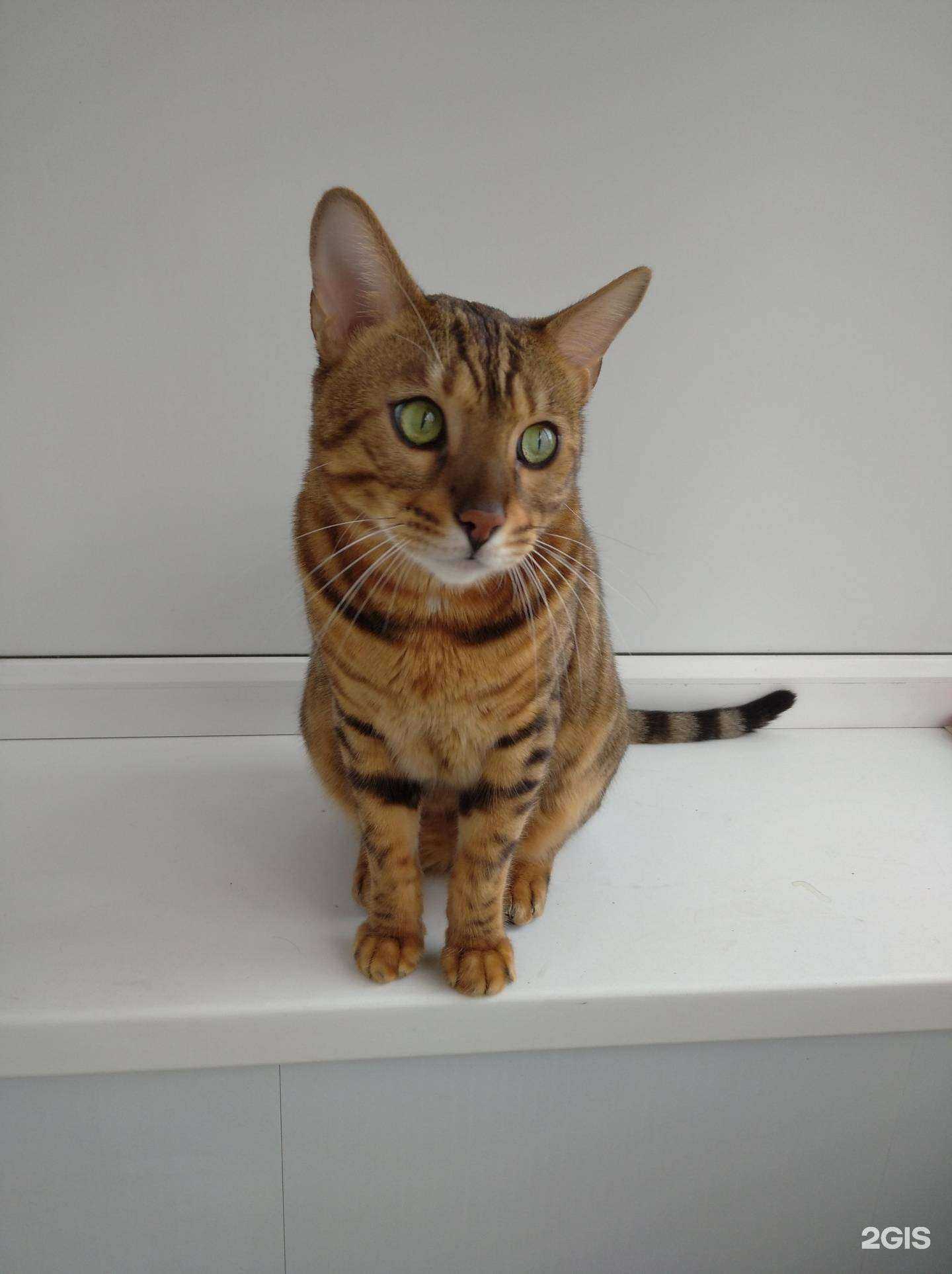 Отзывы на компанию Последний приют в г. Магнитогорск c фото