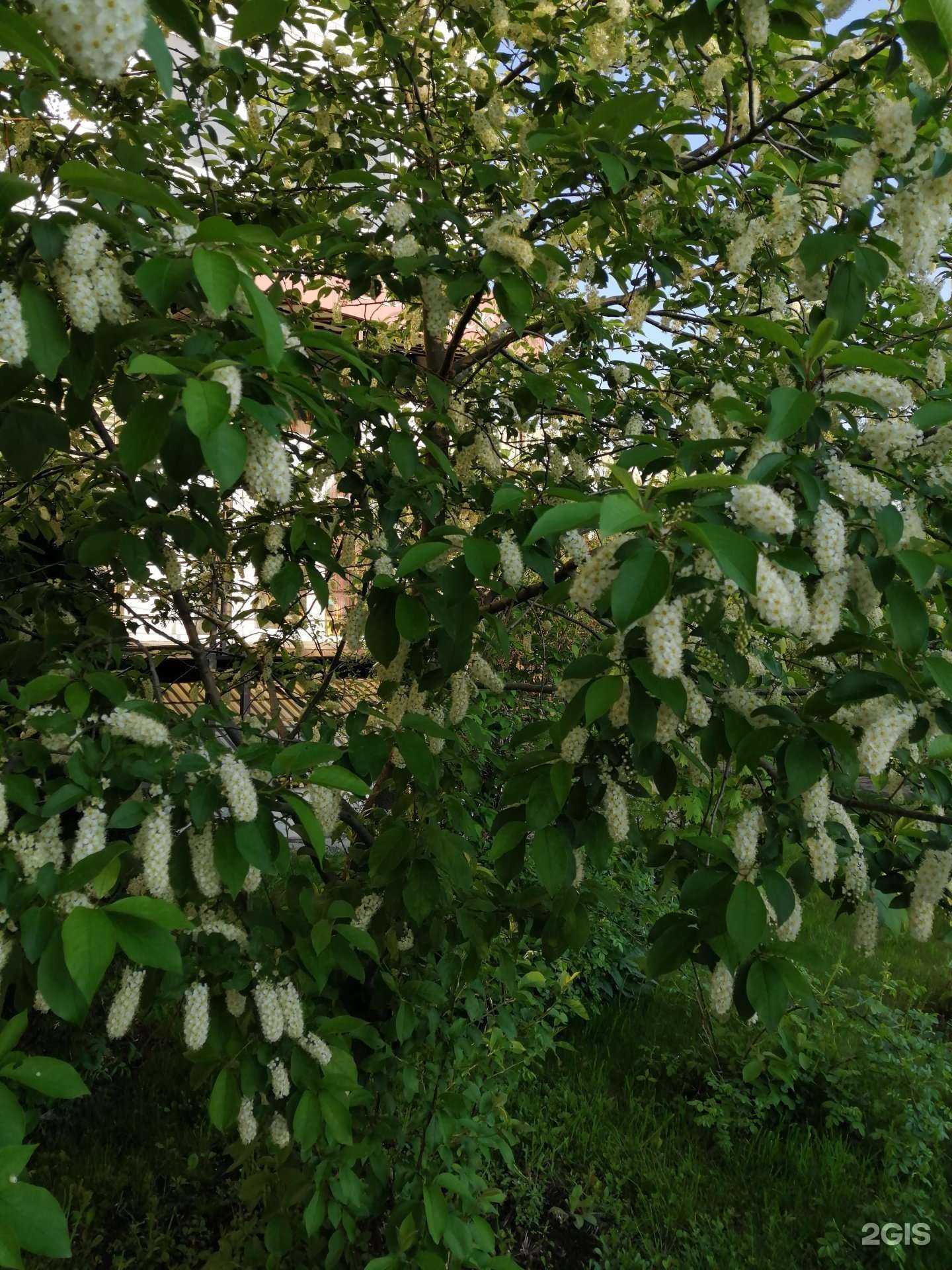 Отзывы на компанию Ламбрекен в Саратове c фото - фотография 2 из 2