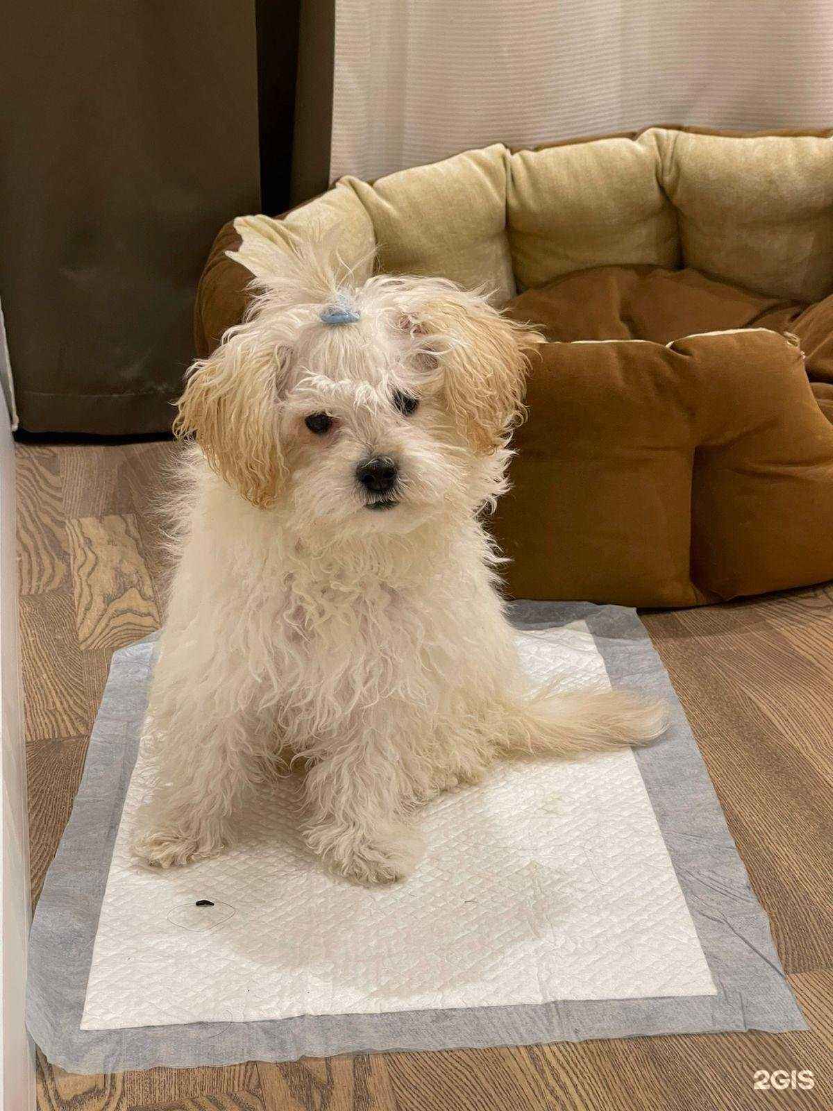 Отзывы на компанию Добровет в Барнауле c фото