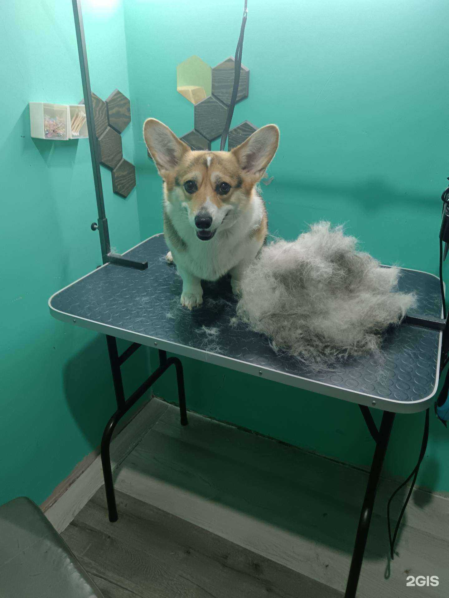 Отзывы на компанию Академия Dog в Ноябрьске c фото