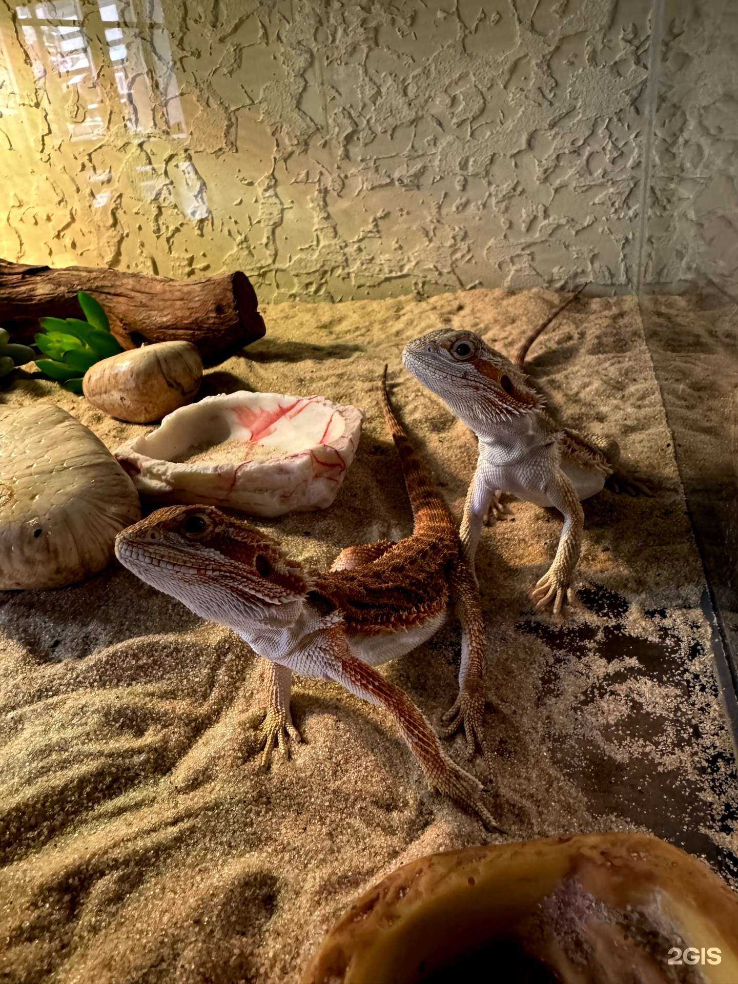 Отзывы на компанию Zoo Luxe в Щёлкове c фото