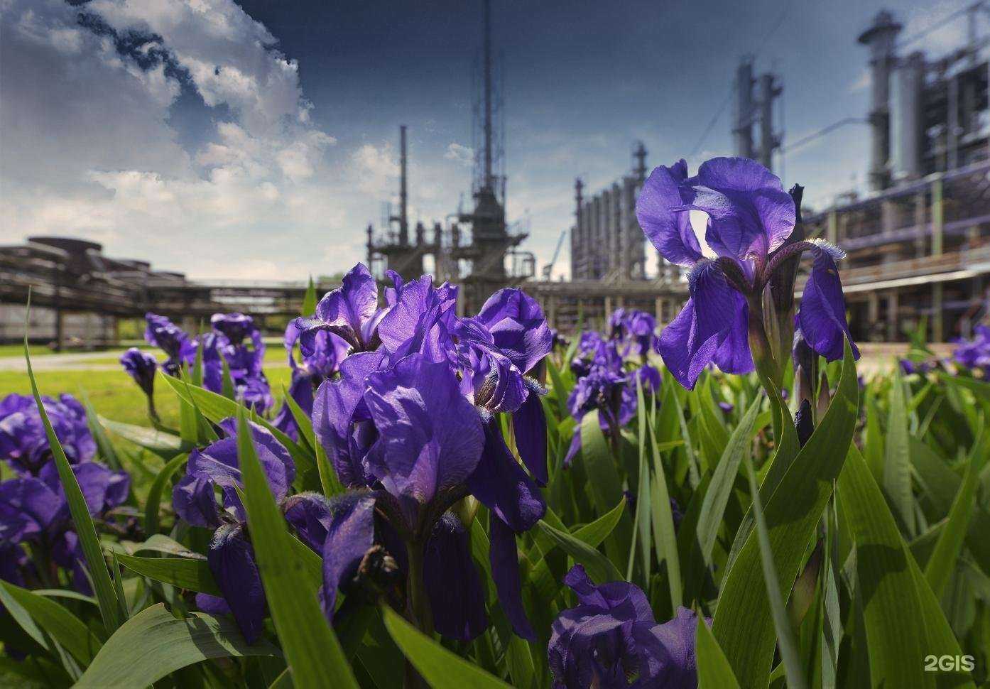 Отзывы на компанию Инвестхимпром в Омске c фото