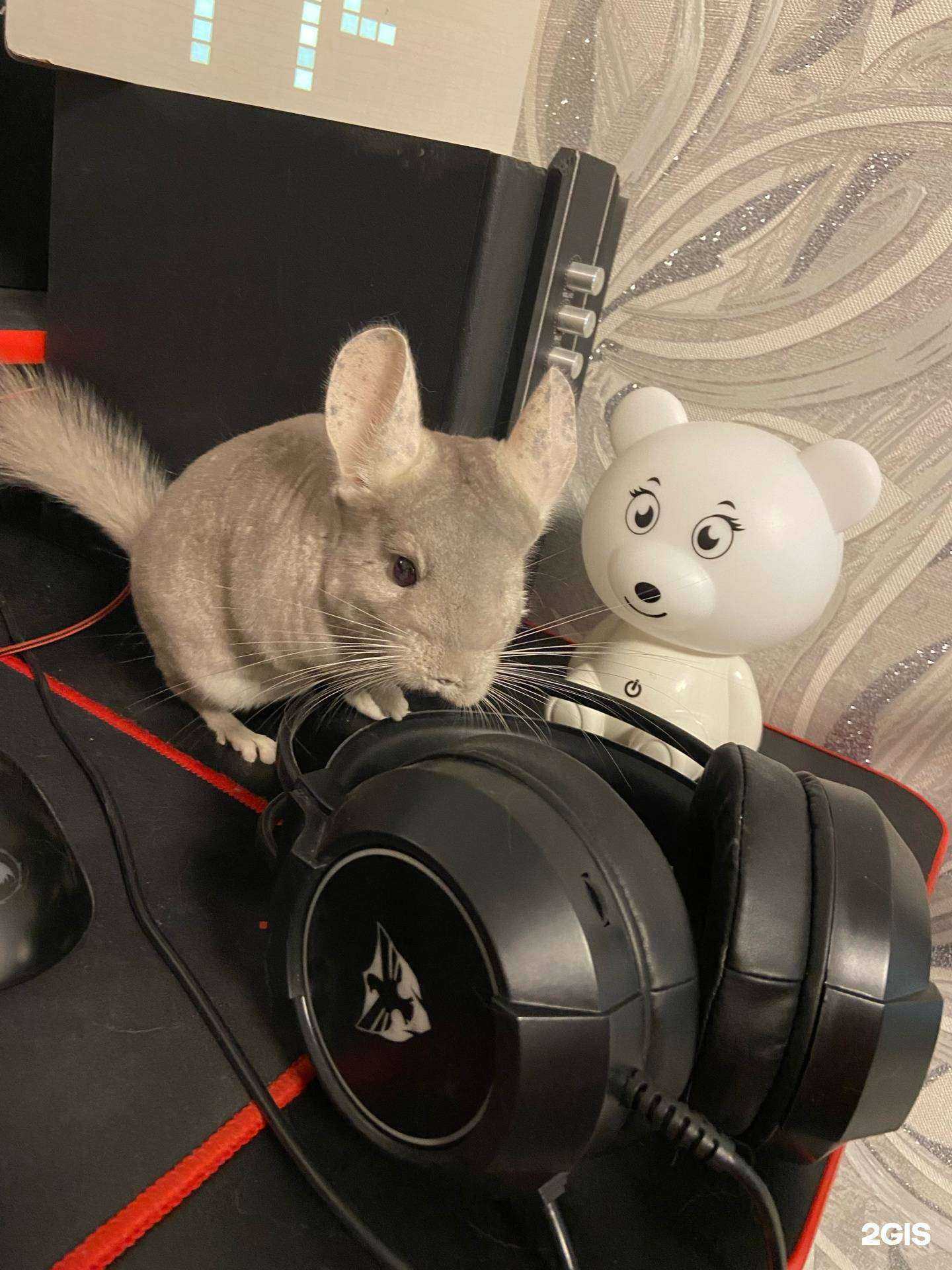 Отзывы на компанию ДокторВет в Иванове c фото