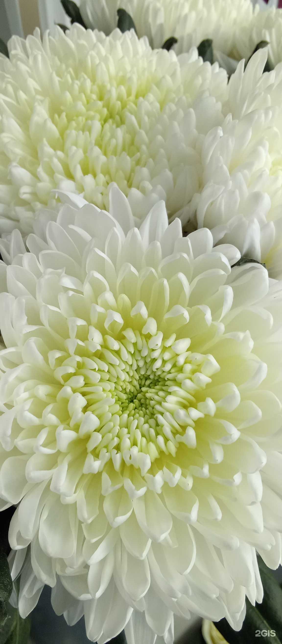 Отзывы на компанию Букетная опт в Барнауле c фото - фотография 2 из 2