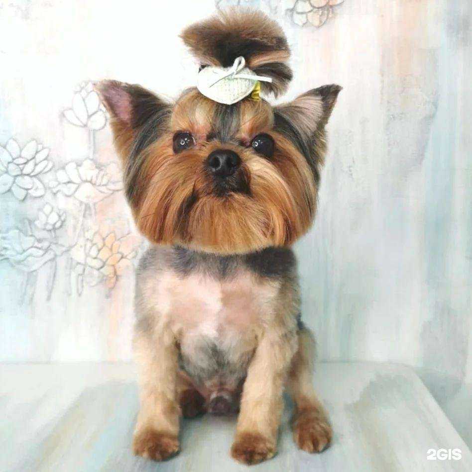 Отзывы на компанию Рыжий хвост в Старой Купавне c фото