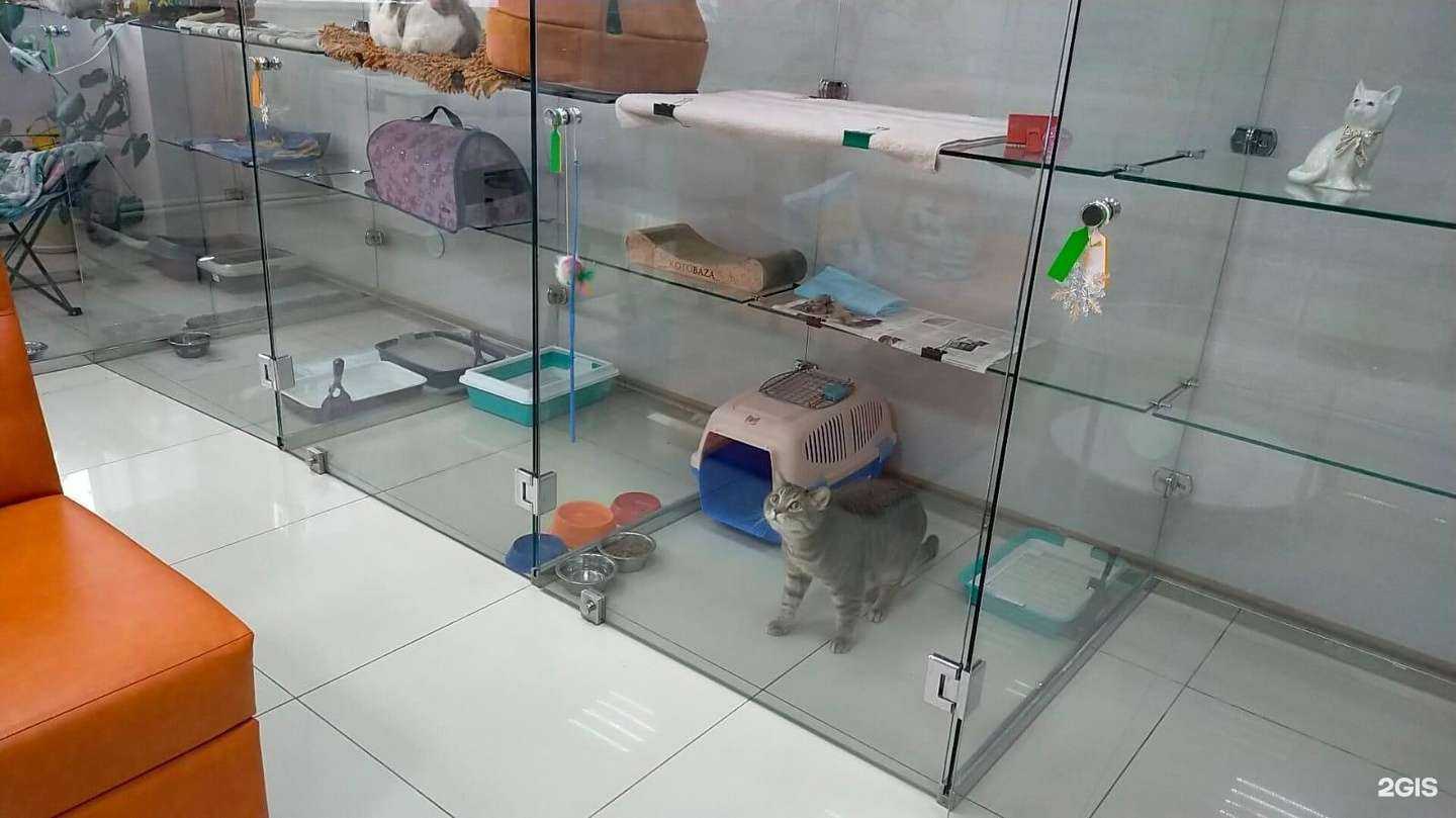 Отзывы на компанию Кис Кис в Сургуте c фото