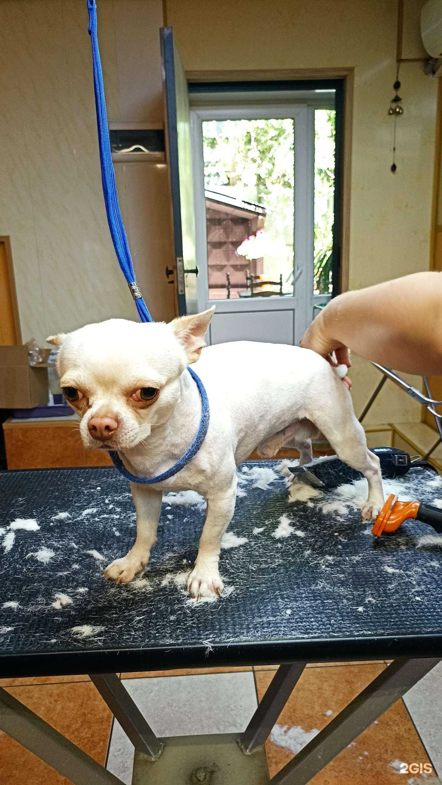 Отзывы на компанию Зоося в Самаре c фото