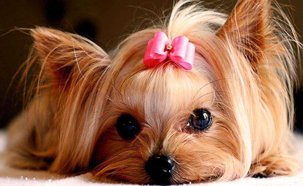 Отзывы на компанию Борская ветеринарная лечебница в Боре c фото