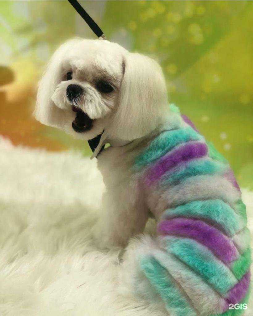 Отзывы на компанию Гав де ляМуррр в г. Хабаровск c фото