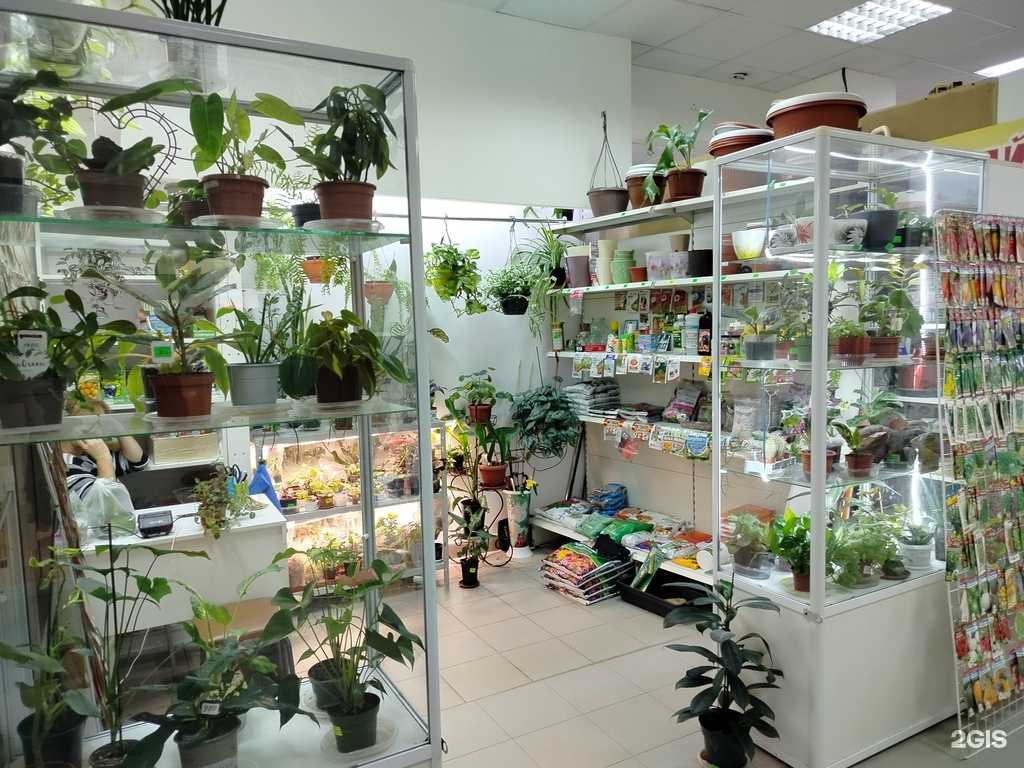 Отзывы на компанию Магазин по продаже комнатных растений в Оренбурге c фото