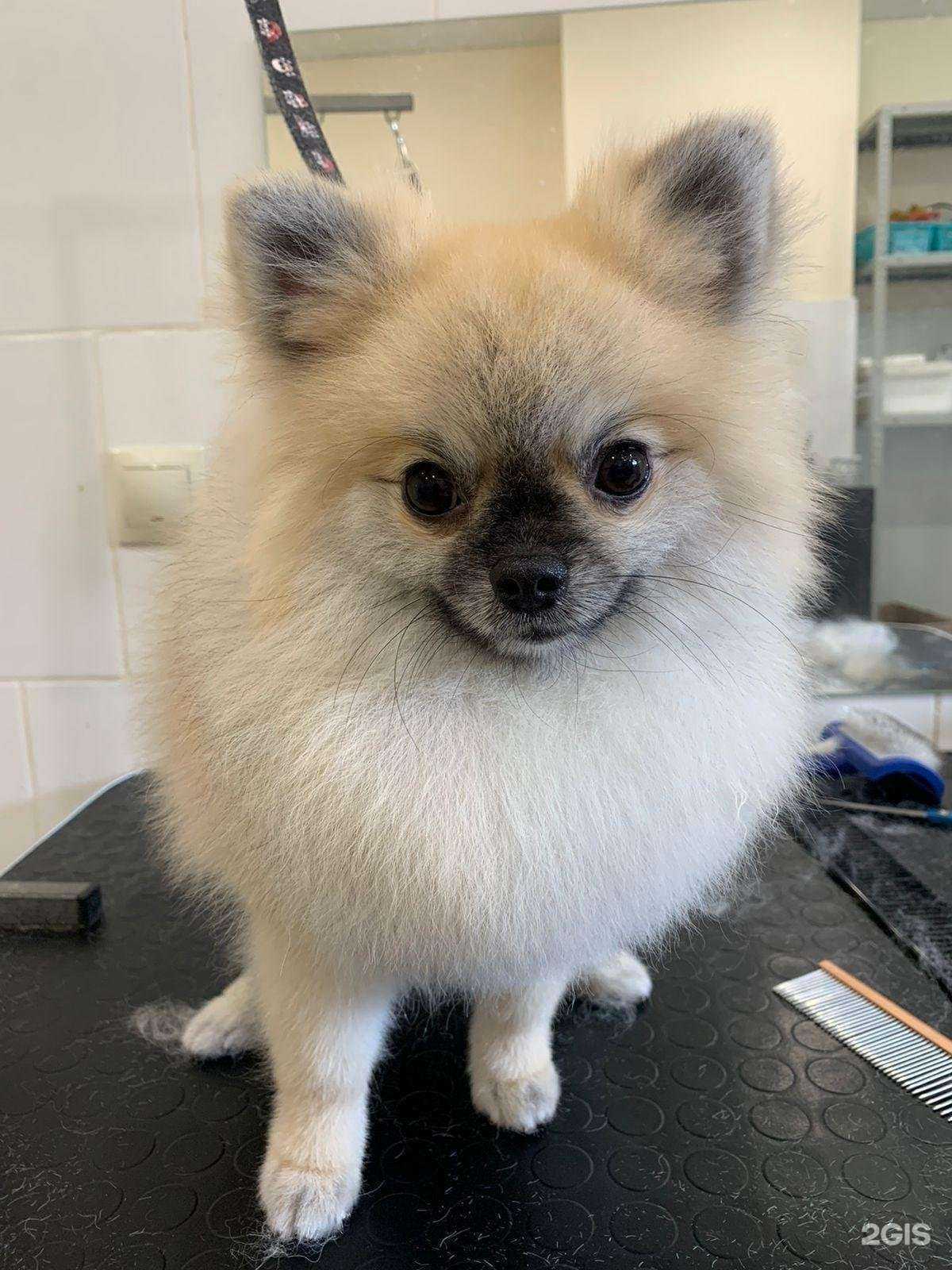 Отзывы на компанию Алис в г. Тюмень c фото