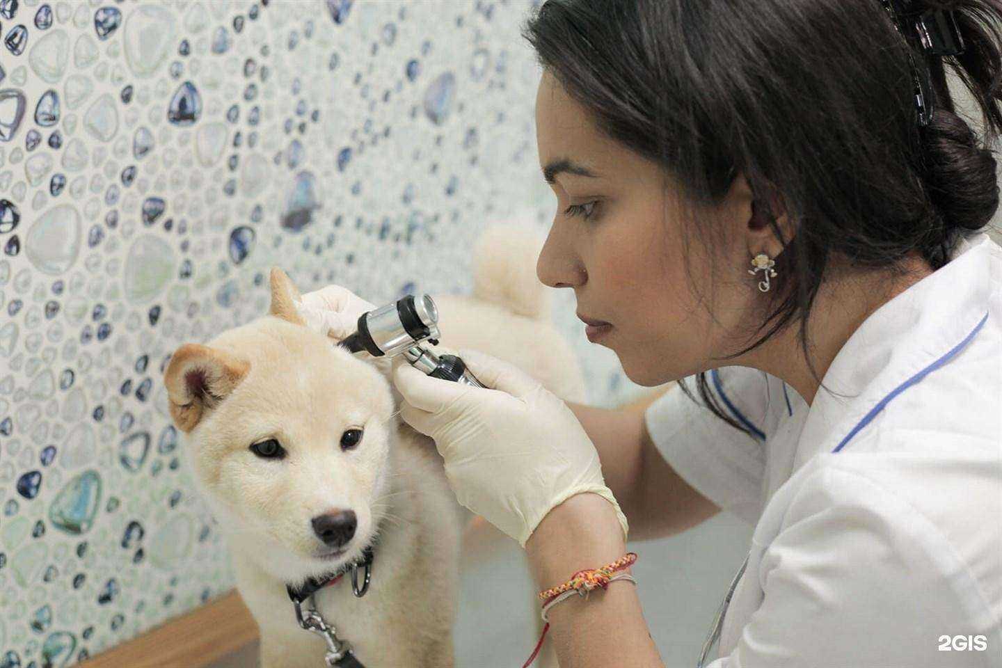 Отзывы на компанию Лекарь в г. Щёлково c фото