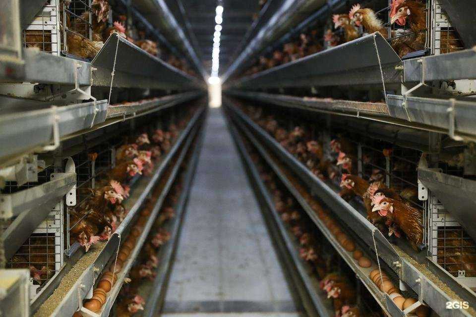 Отзывы на компанию Агрофирма Восток в г. Николаевск c фото