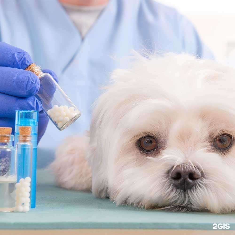 Отзывы на компанию Ветеринарная клиника доктора Макаровой в г. Пенза c фото