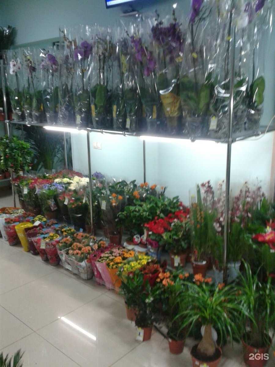 Отзывы на компанию Цветочный двор в Альметьевске c фото