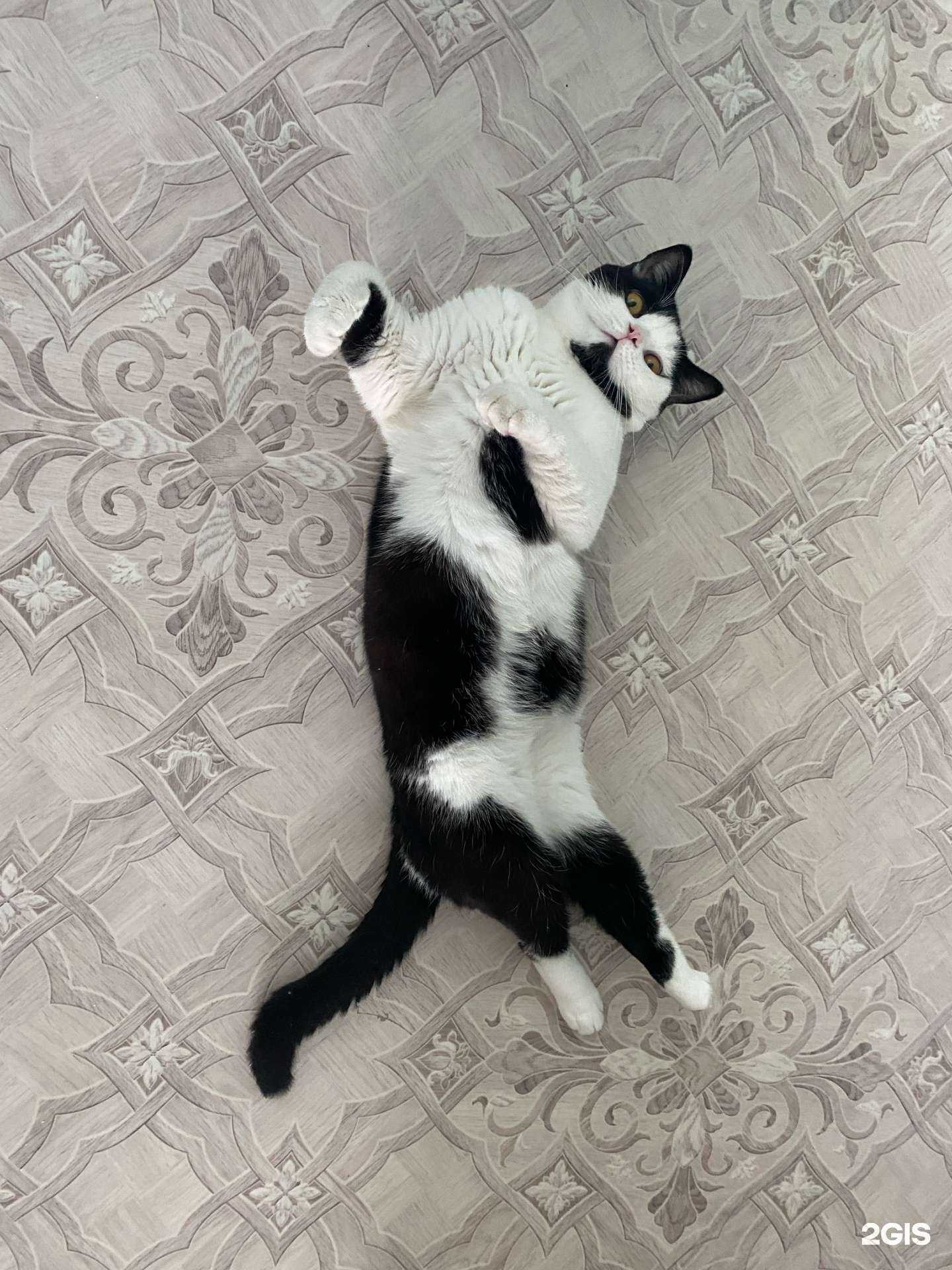 Отзывы на компанию Ветеринарный кабинет в Комсомольске-на-Амуре c фото