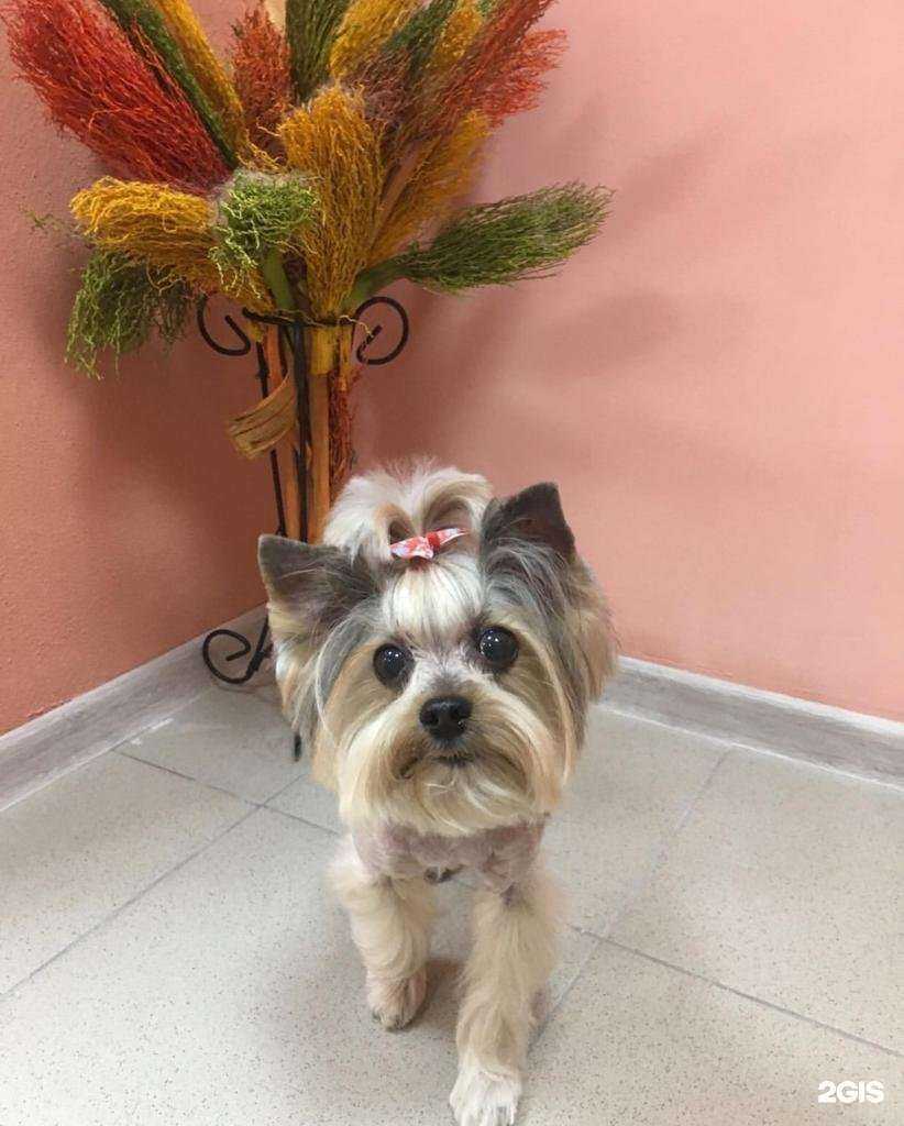 Отзывы на компанию Dog&Cat в г. Краснодар c фото