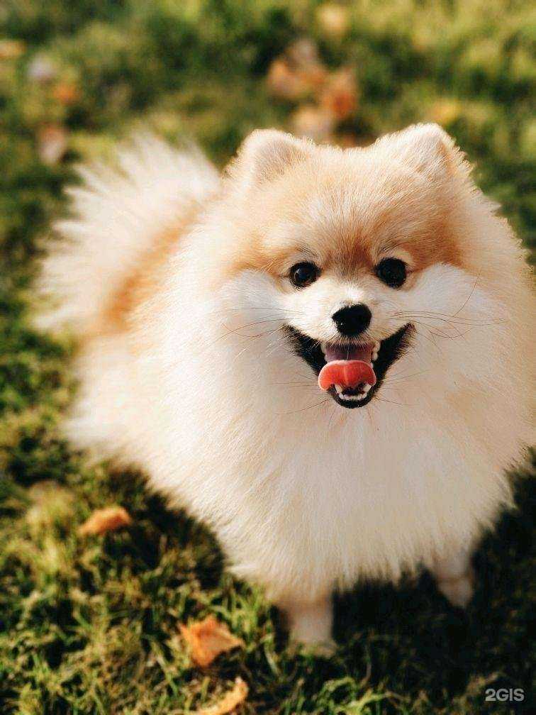 Отзывы на компанию Айболит в Новосибирске c фото