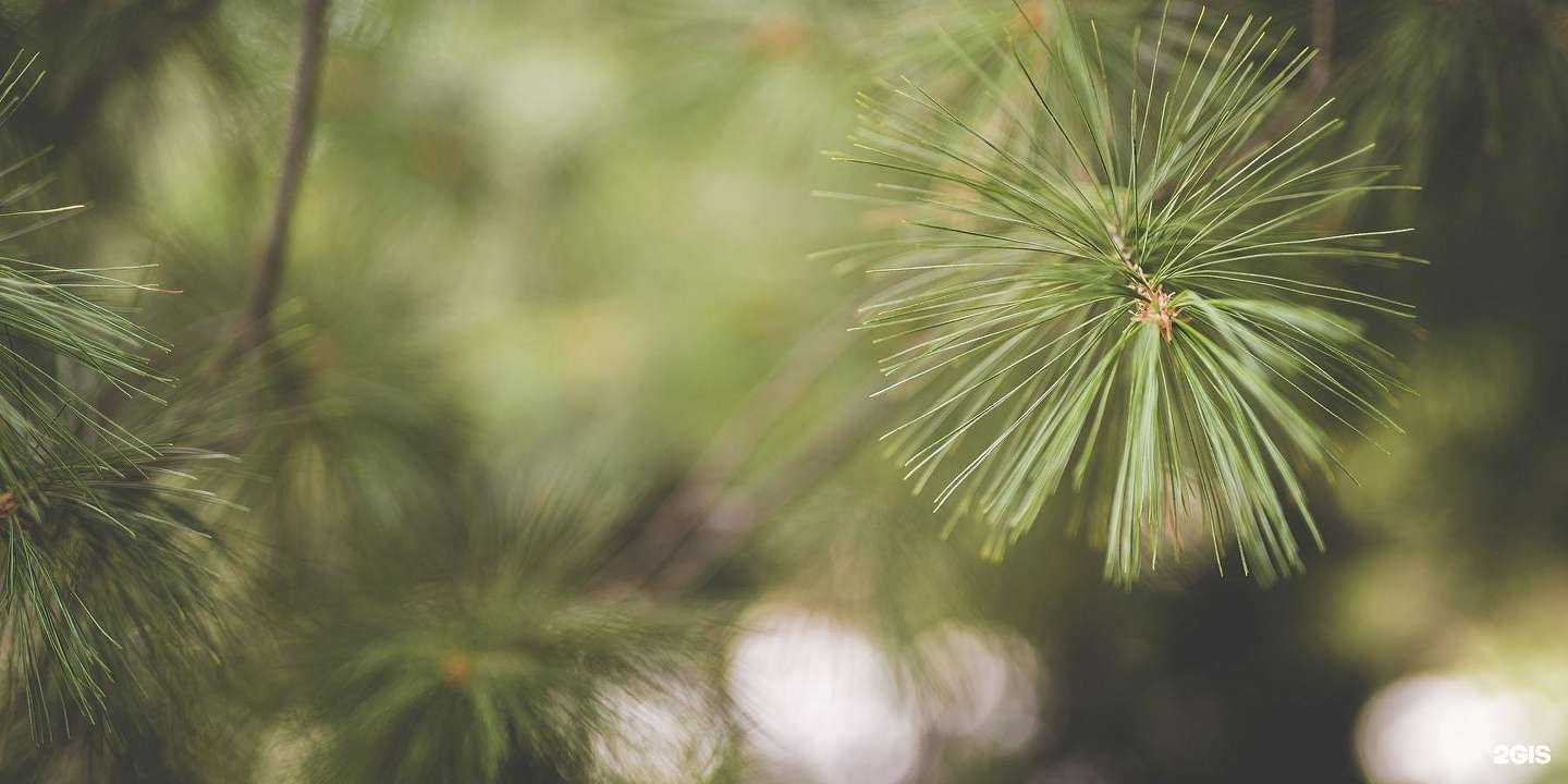 Отзывы на компанию Экопарк Сосны в Димитровграде c фото