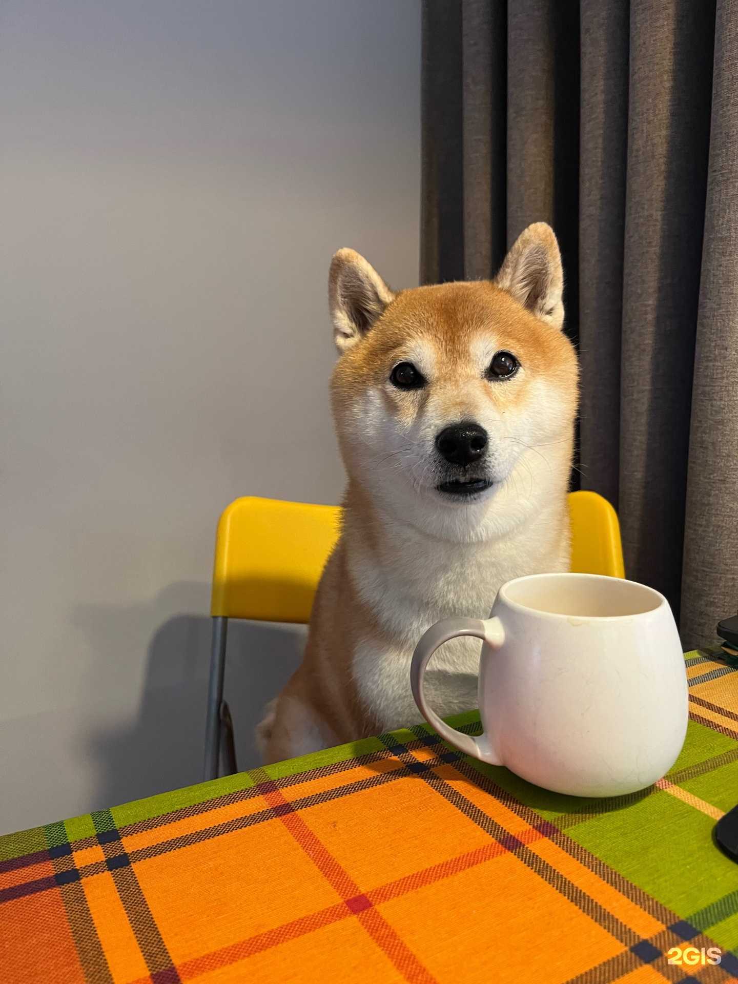 Отзывы на компанию Сириус-вет в Калуге c фото