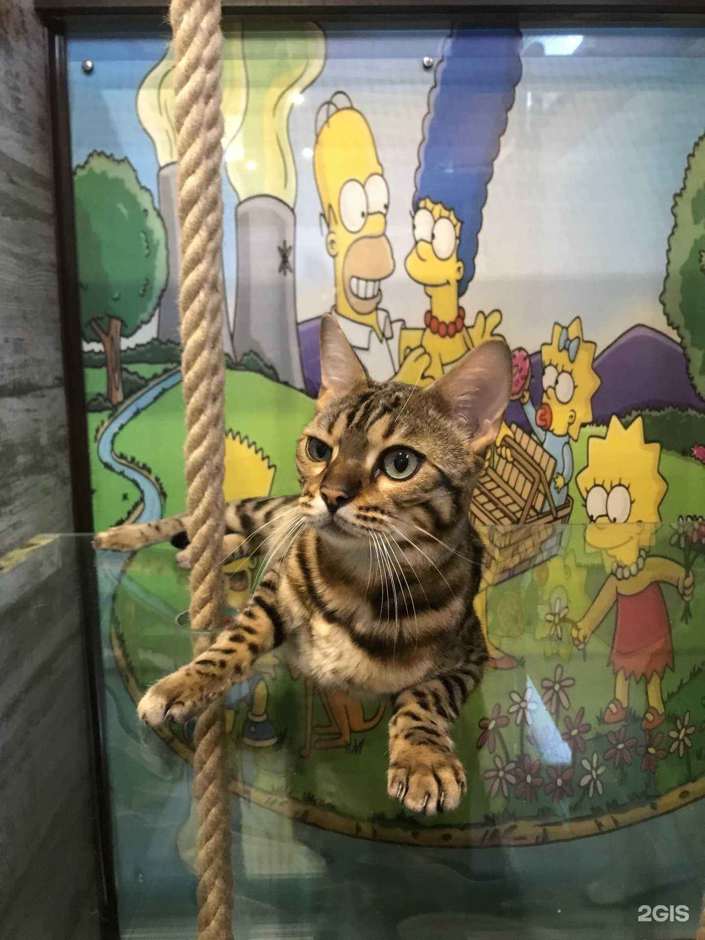 Отзывы на компанию 4етыре лапы в г. Новороссийск c фото