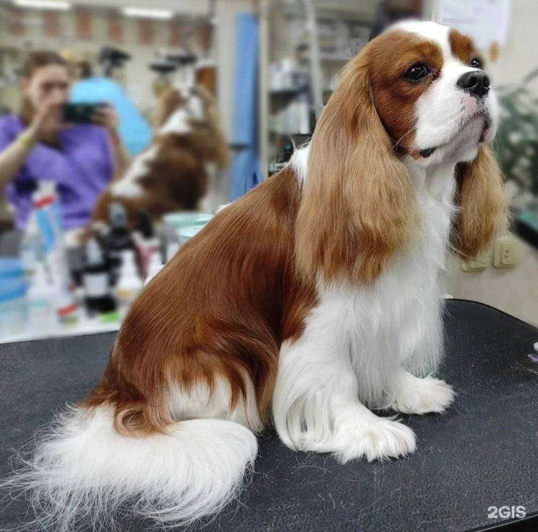 Отзывы на компанию Котёнок Гав в г. Новочебоксарск c фото