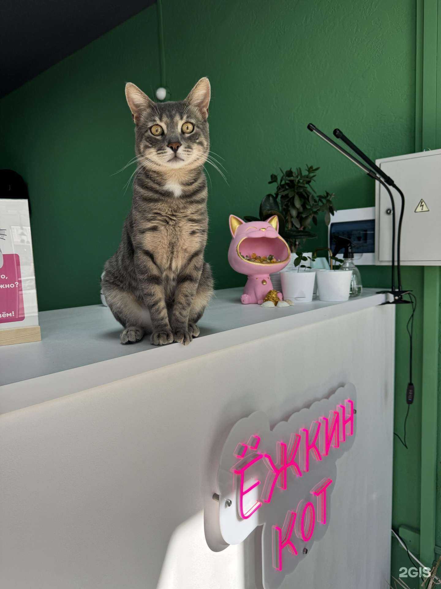 Отзывы на компанию Ёжкин кот в Краснодаре c фото