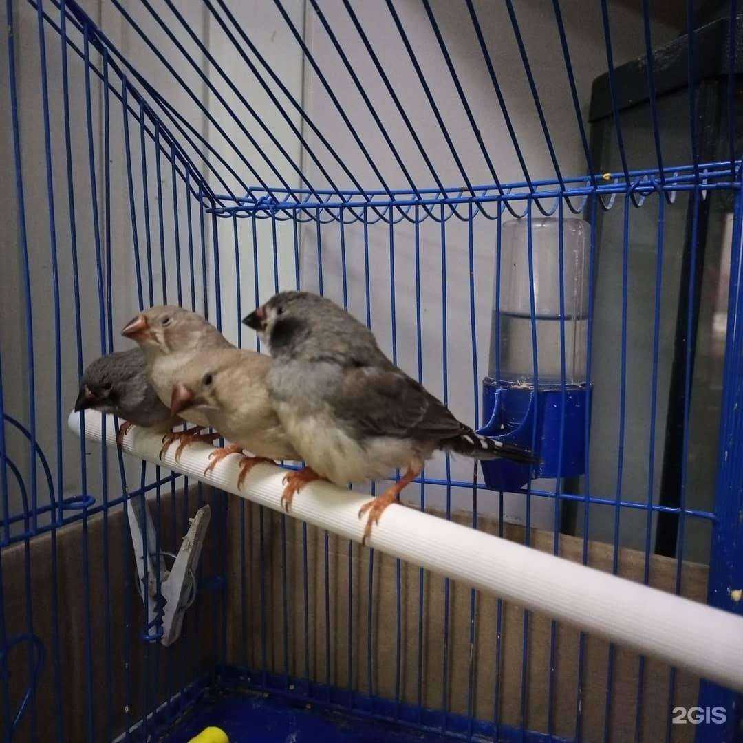 Отзывы на компанию Зоомагазин №1 в Минеральных Водах c фото