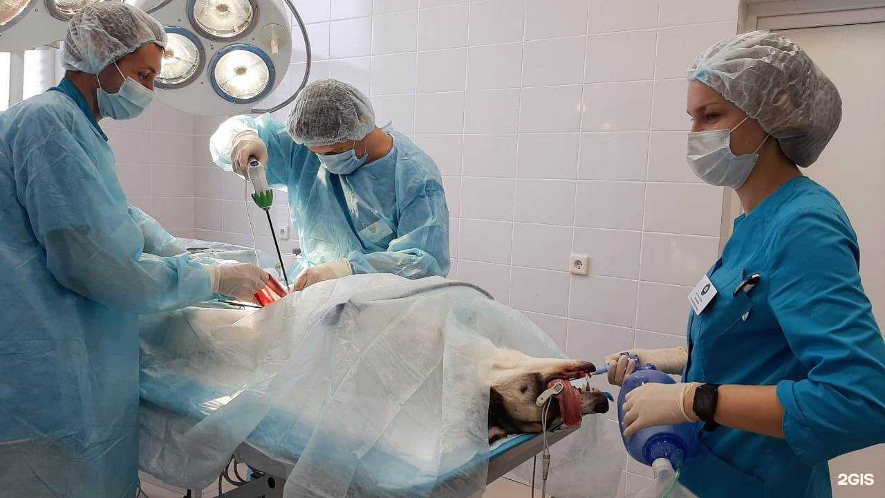 Отзывы на компанию Университетская ветеринарная клиника в г. Уфа c фото