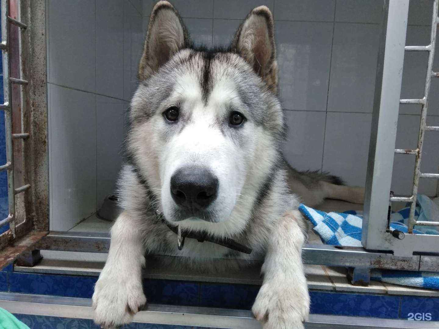 Отзывы на компанию Зоодоктор в Екатеринбурге c фото