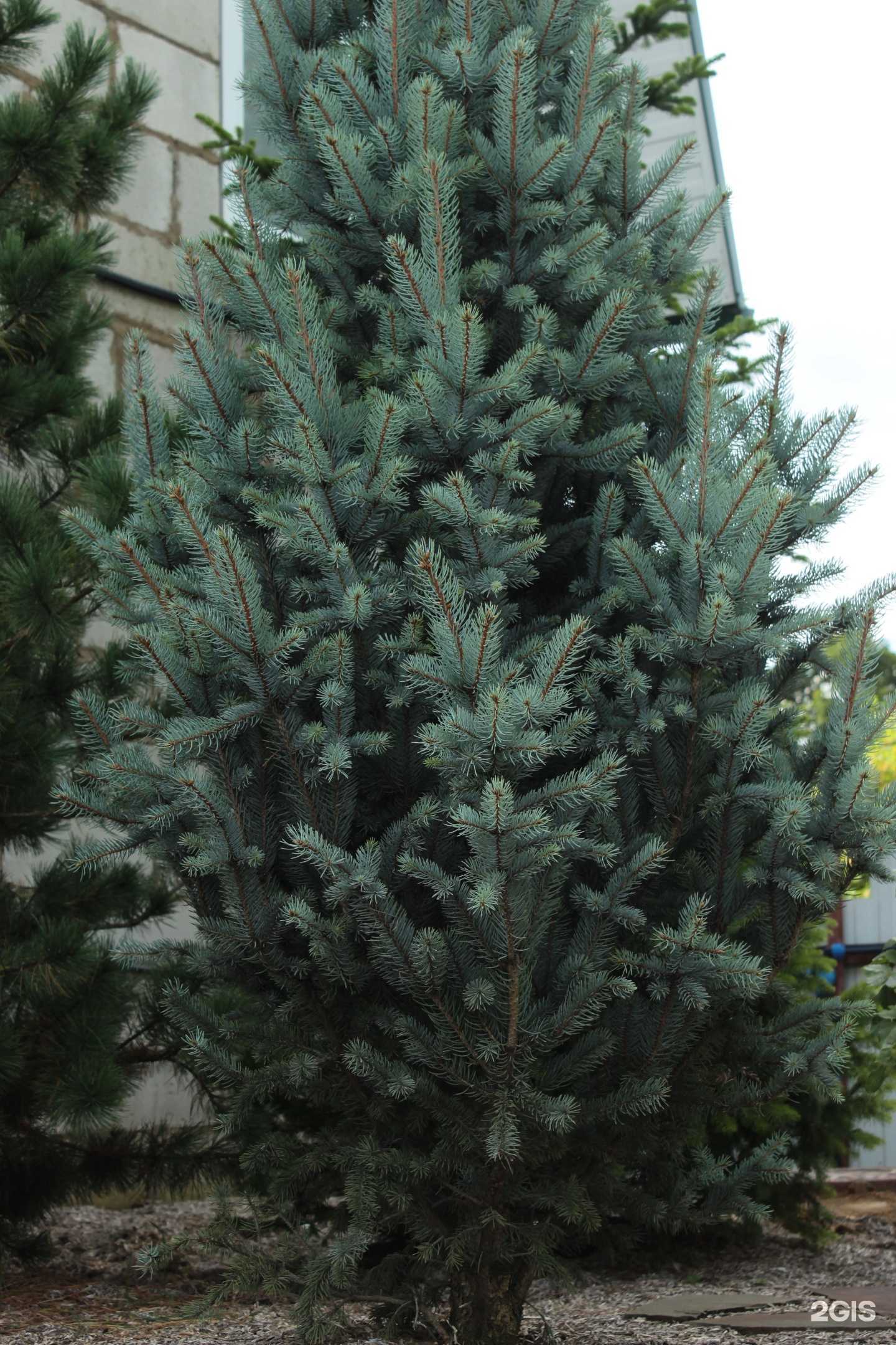 Отзывы на компанию Ботаник57 в Орле c фото