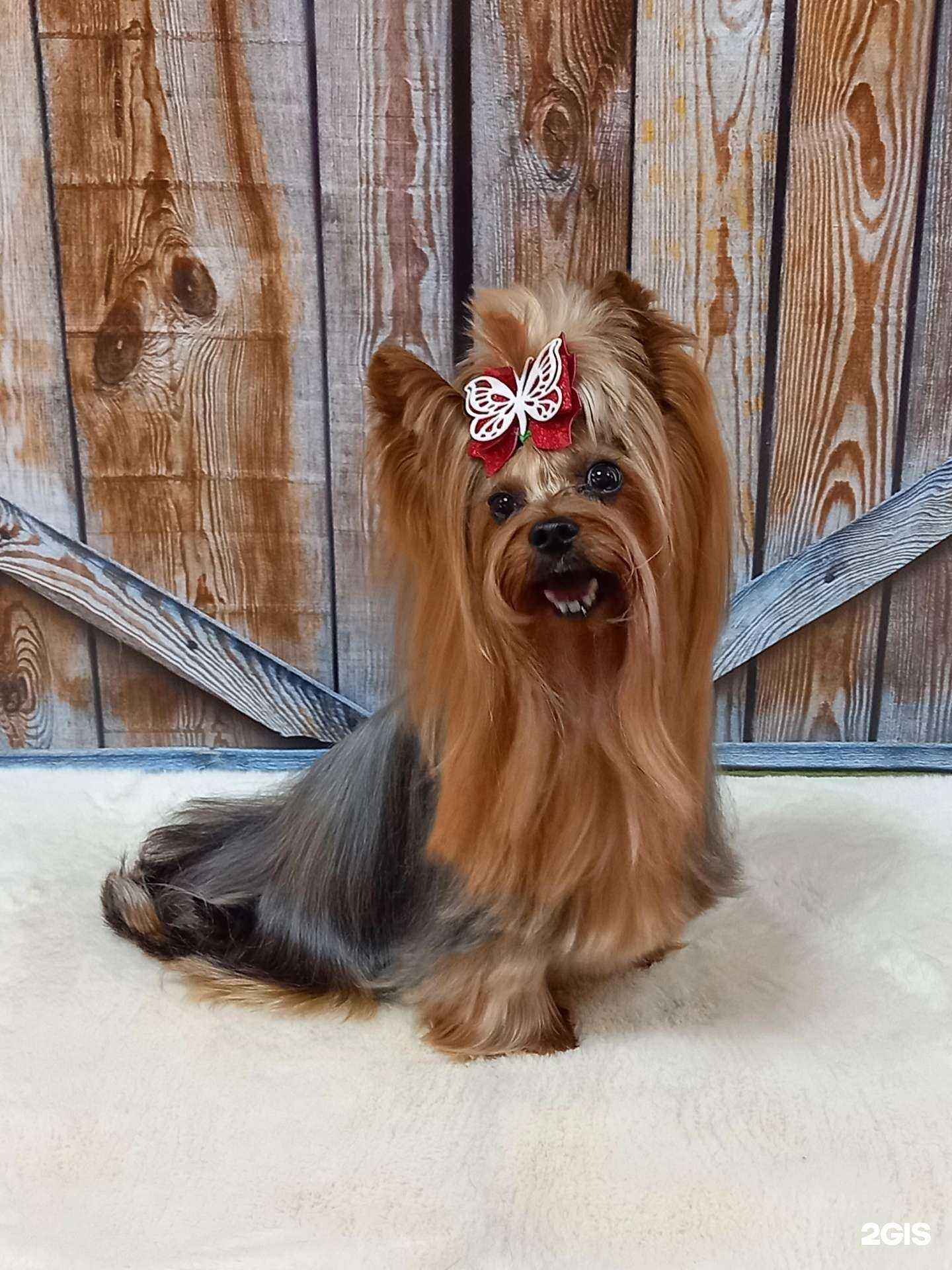 Отзывы на компанию Хвостатый модник в г. Петропавловск-Камчатский c фото