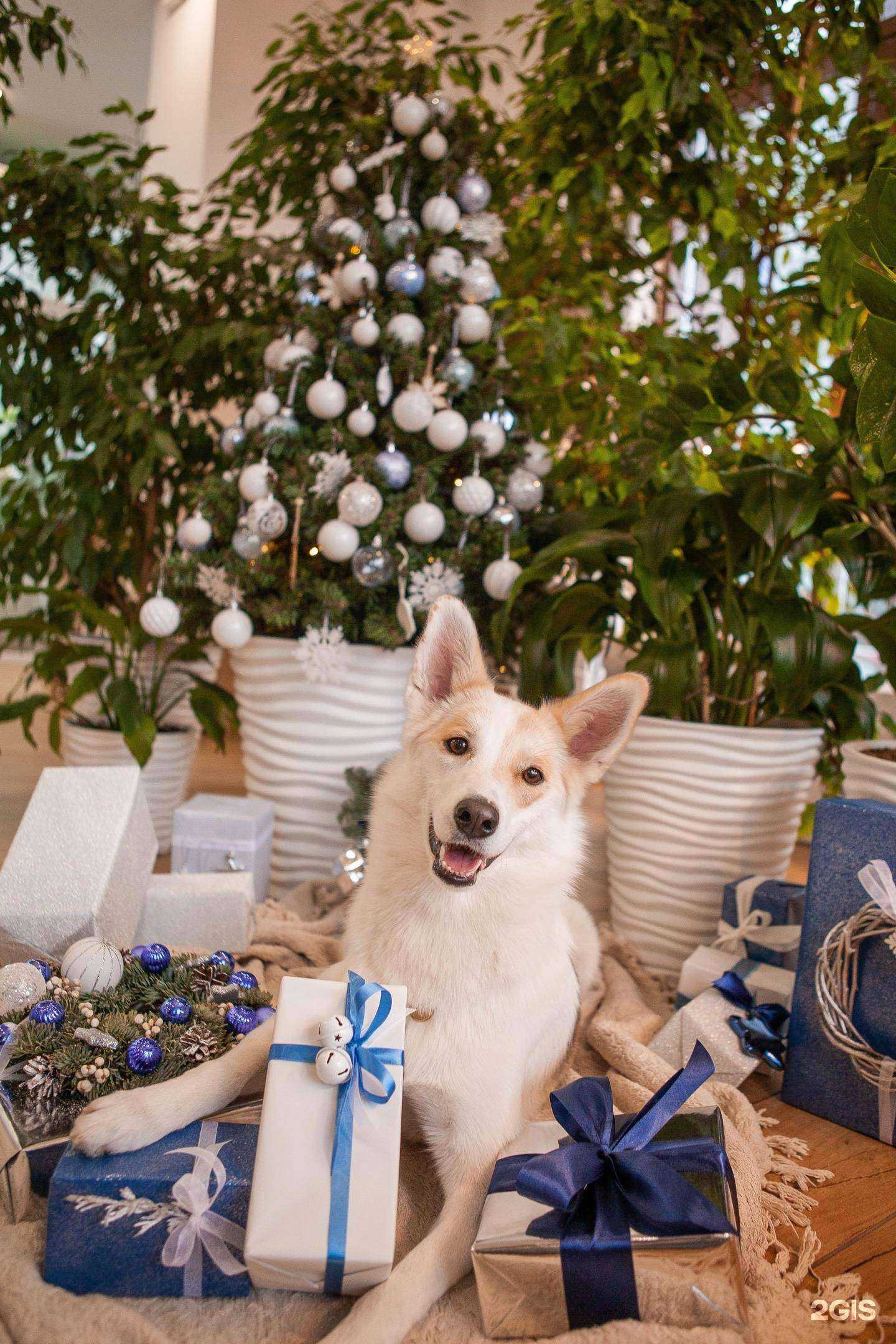 Отзывы на компанию Дыхание в Красноярске c фото