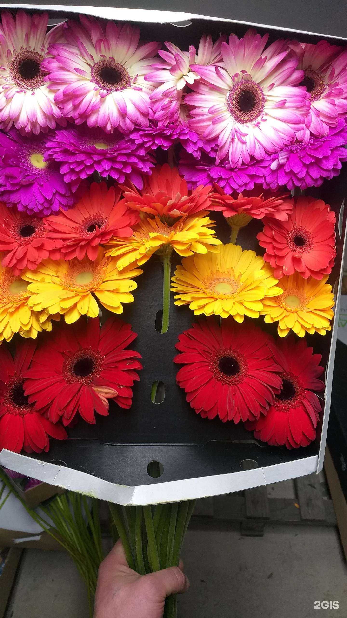 Отзывы на компанию Оптовая база цветов и декора в Абакане c фото