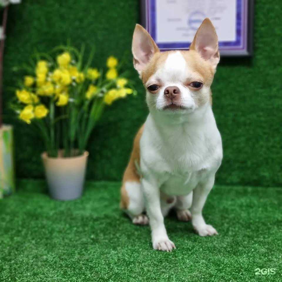 Отзывы на компанию Zoostil Groom в Обнинске c фото