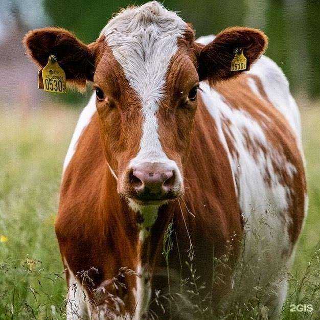 Отзывы на компанию Мясной расклад в г. Иркутск c фото