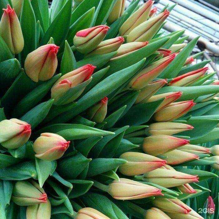 Отзывы на компанию Авангард в Электростали c фото