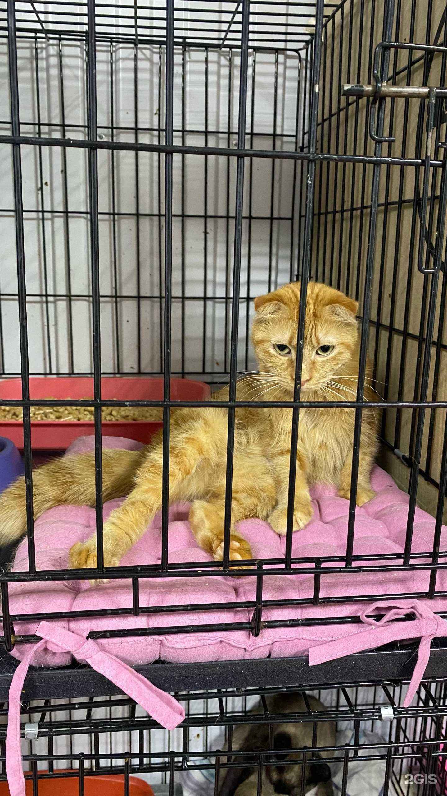 Отзывы на компанию Золотое сердце в г. Красноярск c фото