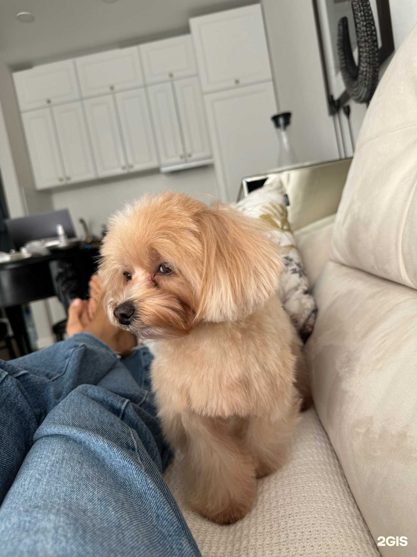 Отзывы на компанию Компания по уходу за животными в Сочи c фото