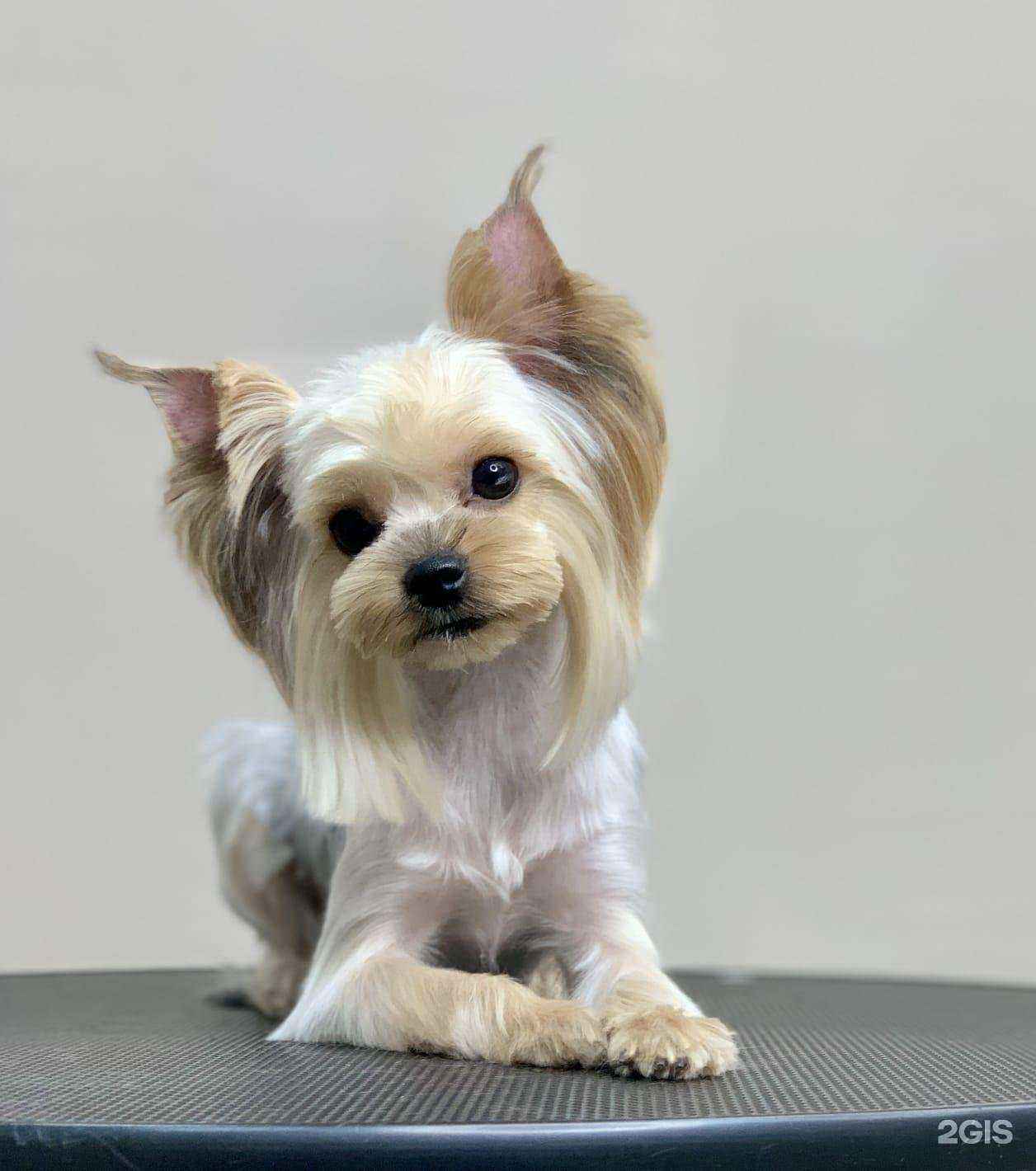 Отзывы на компанию MR.Groom в Ставрополе c фото