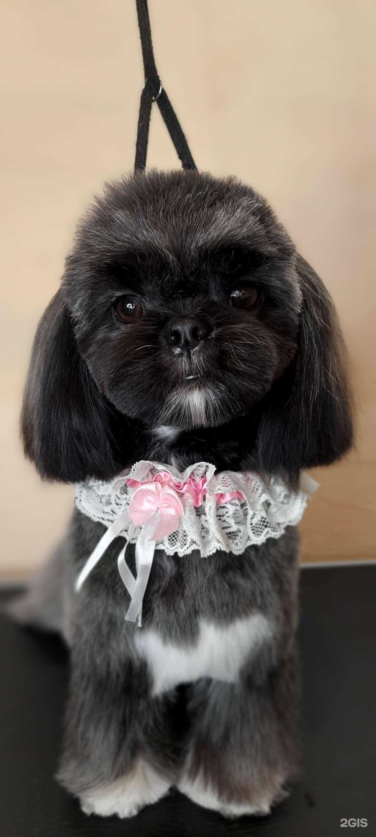 Отзывы на компанию Dog&Cat в г. Иркутск c фото