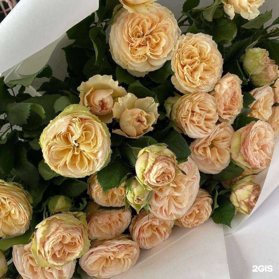 Отзывы на компанию Soloma в Фролове c фото