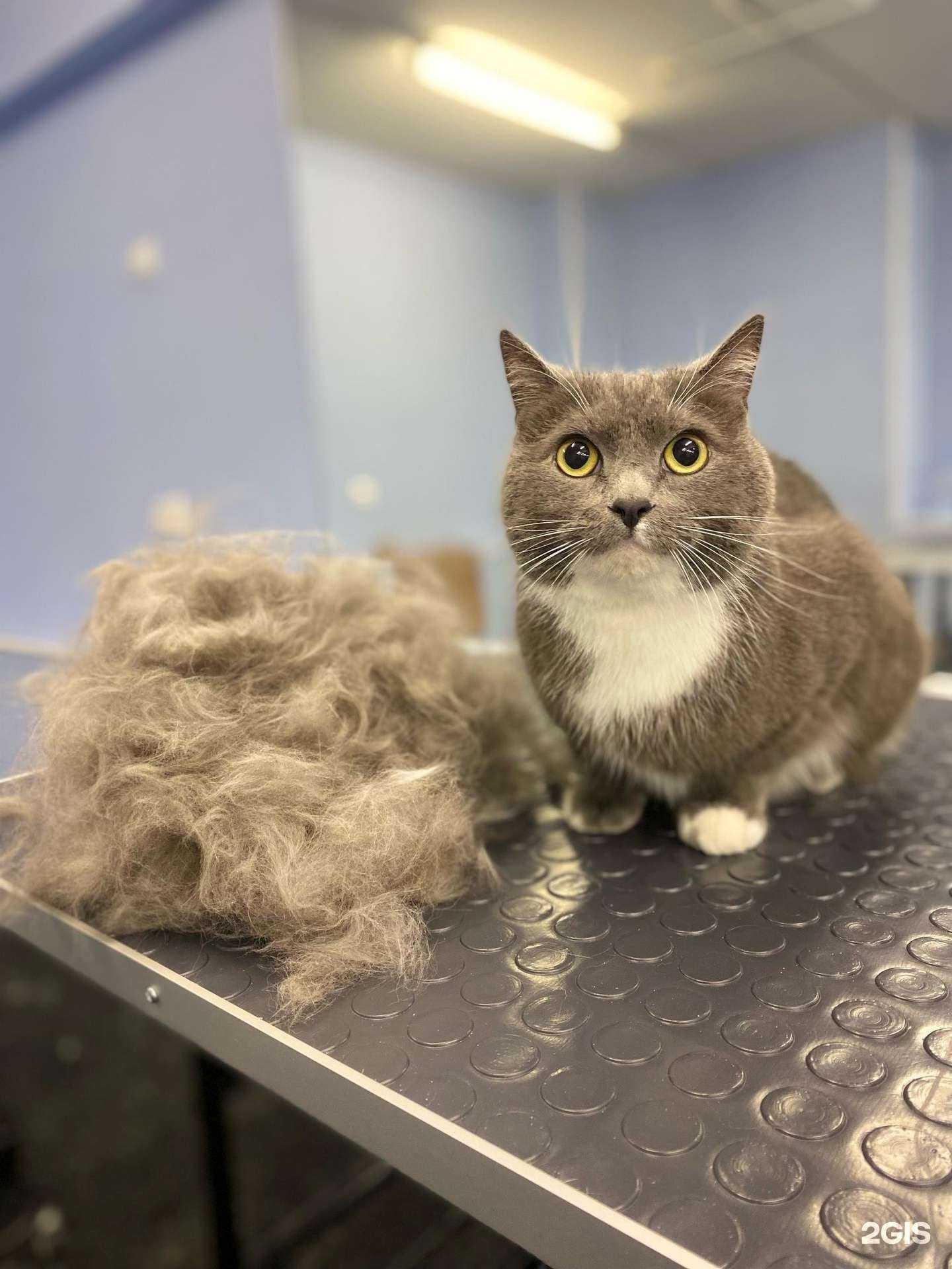 Отзывы на компанию Dog City в г. Архангельск c фото