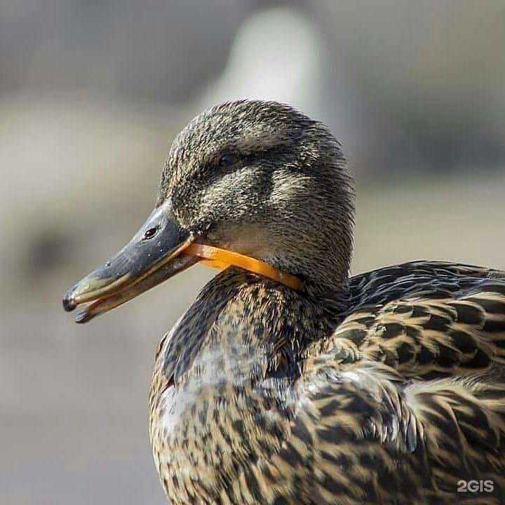 Отзывы на компанию Контейнер для раздельного сбора мусора в г. Новокузнецк c фото