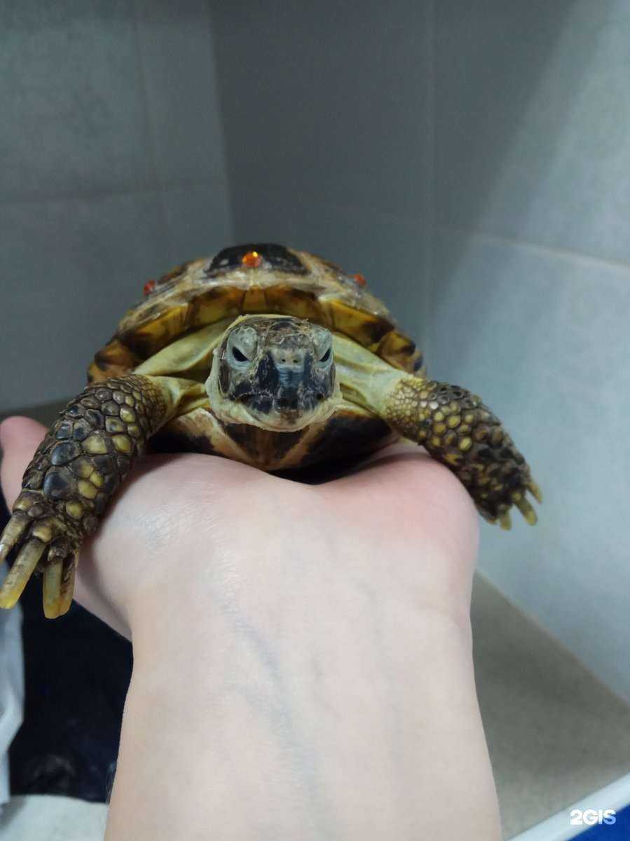 Отзывы на компанию Зоодоктор в Екатеринбурге c фото