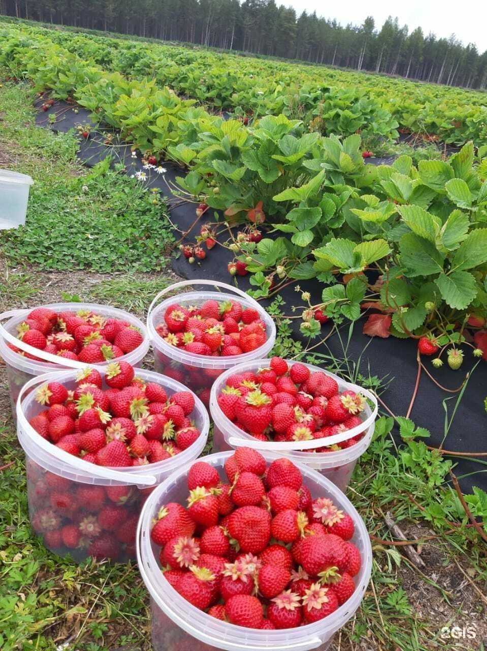 Отзывы на компанию Вкус Карелии в Петрозаводске c фото