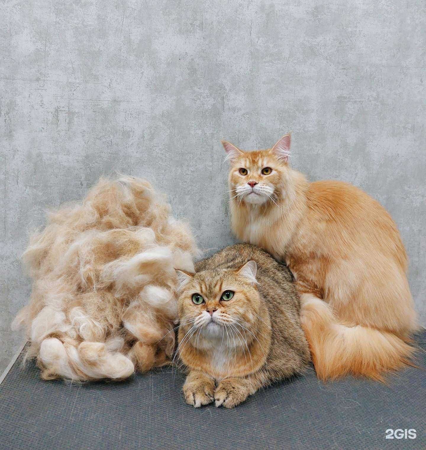 Отзывы на компанию ZooSharm в Красноярске c фото