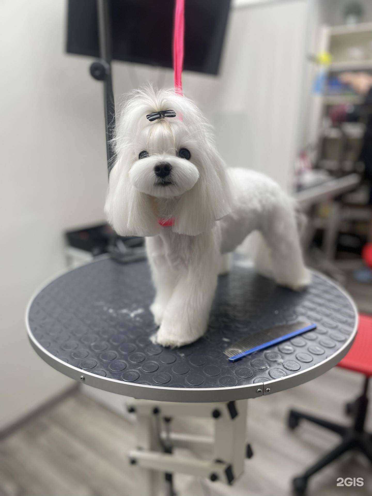 Отзывы на компанию Лапа в г. Ижевск c фото